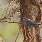 Chestnut-vented Warbler - Parisome grignette (Kruger)