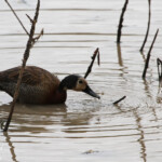 Dendrocygne veuf 17/08/2014