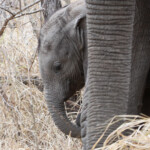 Eléphant 17/08/2014