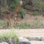 Girafe 17/08/2014