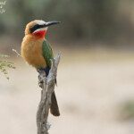 Guêpier à front blanc 17/08/2014