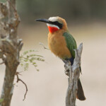 Guêpier à front blanc 17/08/2014