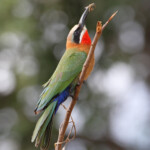 Guêpier à front blanc 17/08/2014
