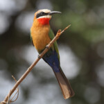 Guêpier à front blanc 17/08/2014
