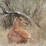 Impala 17/08/2014