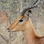 Impala 17/08/2014