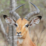 Impala 17/08/2014