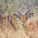 Impala 17/08/2014