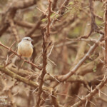 Long-billed crombec - Crombec à long bec - Sylvietta rufescens (Kruger)
