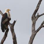 Pygargue vocifère 17/08/2014