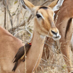 Pic-boeuf à bec rouge 17/08/2014
