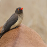Pic-boeuf à bec rouge 17/08/2014