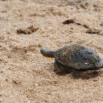 Marsh Terrapin, Pelomedusa subrufa, Kruger - Afrique du Sud