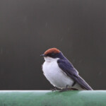 Wire-tailed swallow, Hirondelle à longs brins (Kruger)