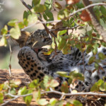 Léopard (Kruger, Afrique du Sud, Août 2014)