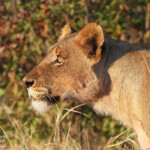 Lions (Kruger)