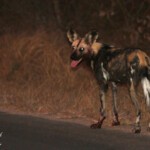 Lycaon (Skukuza) 19/08/2014