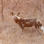 Lycaon (Skukuza)