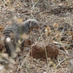 Mangouste rayée (Sabie river)
