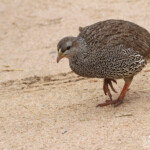 Francolin du Natal 17/08/2014