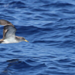 Puffin cendré