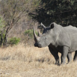 Rhinocéros blanc (Kruger - Satara)