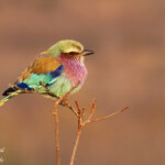 Rollier à longs brins, Kruger, Afrique du Sud