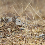 Sabota lark (Kruger)
