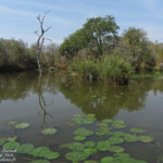 Observatoire Skukuza