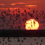 Sternes (Camargue)