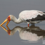 Tantale ibis