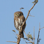 Chevêchette perlée (Satara, Kruger, Afrique du Sud)