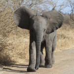 Eléphant (Satara) Svg+xml,%3Csvg%20xmlns%3D%22http%3A%2F%2Fwww.w3