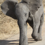 Eléphant (Satara) Svg+xml,%3Csvg%20xmlns%3D%22http%3A%2F%2Fwww.w3