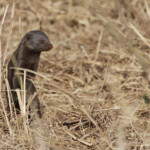 Mangouste rouge (Satara)