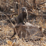 Mangouste rouge (Satara)
