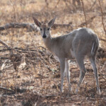 Céphalophe de Grimm (Satara)