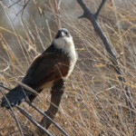 Coucal de Burchell (Satara)