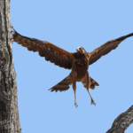 Gymnogène d'Afrique (Satara)