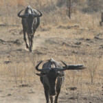 Gnous (Satara)