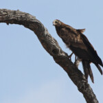 Gymnogène d'Afrique (Satara)