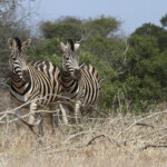 Zèbres des plaines (Satara)