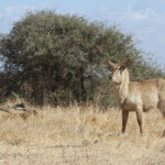 Cobe à croissant (Satara)