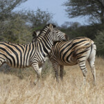 Zèbres des plaines (Satara)