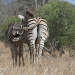 Zèbres des plaines (Satara)