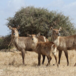 Cobes à croissant (Satara)
