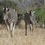 Zèbres des plaines (Satara)