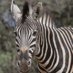 Zèbre des plaines (Satara)