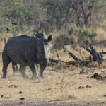 Rhinocéros blanc (Satara)