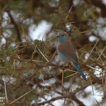 Blue waxbill (Satara)